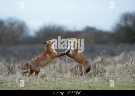 Rotfüchse (Vulpes Vulpes) in Kampf, Kampf, auf den Hinterbeinen stehend, mit weit geöffneten Rachen, während der Brunftzeit drohen. Stockfoto