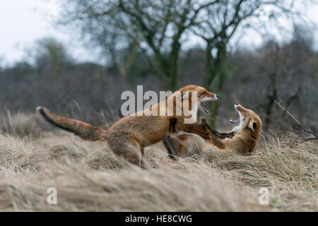 Rotfuchs / Rotfuchs (Vulpes Vulpes) im Kampf, während ihre Brunftzeit kämpfen würzen, Territorialverhalten, Tierwelt Europas. Stockfoto