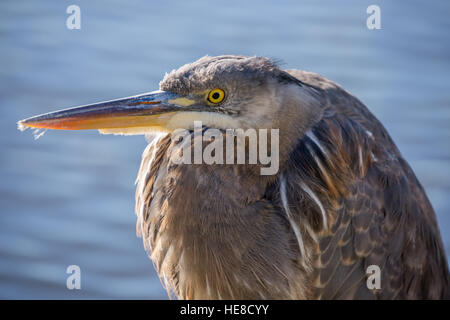 Great Blue Heron - Ardea Herodias, Juvenile. Stockfoto