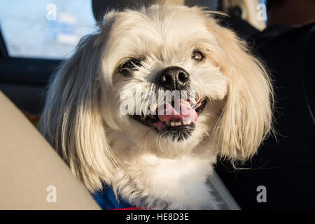 Behaarte weisse Hund lächelnd Zunge heraus Malteser Stockfoto