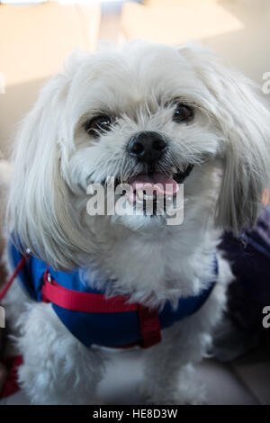 Behaarte weisse Hund lächelnd Zunge heraus Malteser Stockfoto