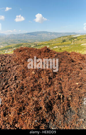 Ausrangierte Agiorgitiko rote Traubenschalen, Trester, in einem Weingut, Nemea, Peloponnes, Griechenland Stockfoto