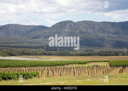 Das Hunter Valley Wine Region Weinberge ist 2 Autostunden nördlich von Sydney in New South Wales, Australien Stockfoto