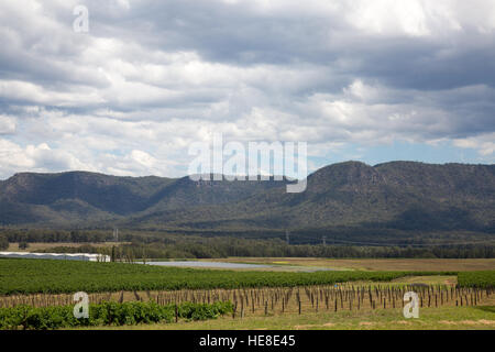 Das Hunter Valley Wine Region Weinberge ist 2 Autostunden nördlich von Sydney in New South Wales, Australien, nahe Hermitage road Stockfoto