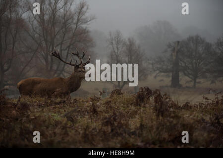 Rothirsch im Richmond Park, London, England. Stockfoto