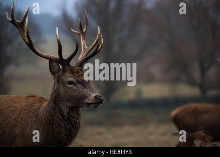 Rothirsch im Richmond Park, London, England Stockfoto