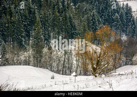 Einsamer Baum auf einer Wiese im Morgenlicht auf einem ländlichen Hügelseite. Fichtenwald an verschneiten Tag in Karpaten Stockfoto