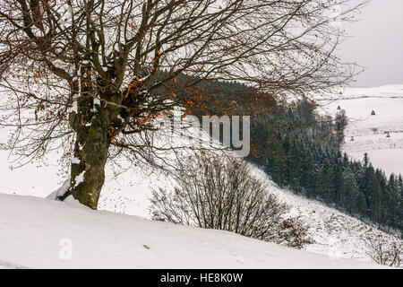 Baum mit roten Blättern auf einem Hügel Seite Wiese bedeckt mit Schnee und Fichten-Wald auf dem Hintergrund Stockfoto