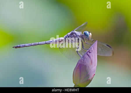 Große blaue Skimmer (Libellula Vibrans) auf einem Lotus (Nelumbo Nucifera) Knospe. Stockfoto