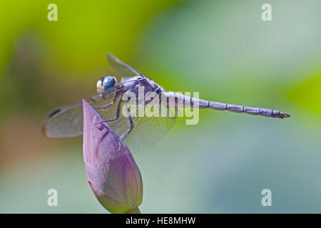 Große blaue Skimmer (Libellula Vibrans) auf einem Lotus (Nelumbo Nucifera) Knospe. Stockfoto