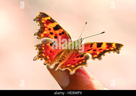 Komma-Schmetterling-Rest auf einen Finger, Stockfoto