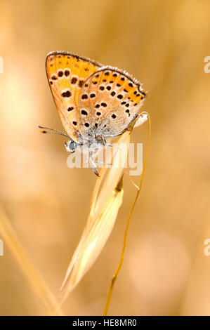 Gemeinsamen Kupfer Schmetterling, Israel Stockfoto