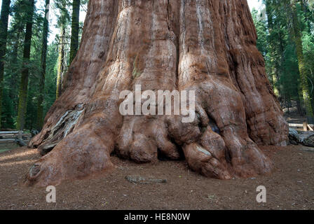 Sequoia Baumstamm, Kalifornien, USA Stockfoto