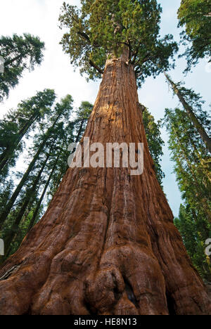 Sequoia Baumstamm, Kalifornien, USA Stockfoto