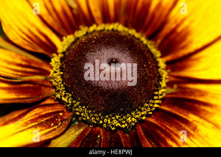 Blume-Makro (Coreopsis Grandiflora) Stockfoto