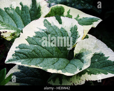 Brunnera Macrophylla 'Variegata' sibirische Bugloss Stockfoto