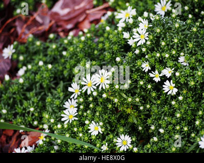 Aster Speciosus "Connecticut" Stockfoto