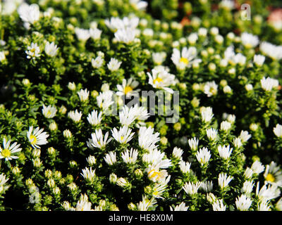 Aster Speciosus "Connecticut" Stockfoto