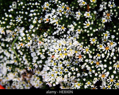 Aster Speciosus "Connecticut" Stockfoto