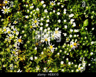 Aster Speciosus "Connecticut" Stockfoto