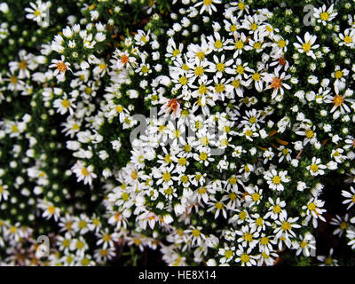 Aster Speciosus "Connecticut" Stockfoto