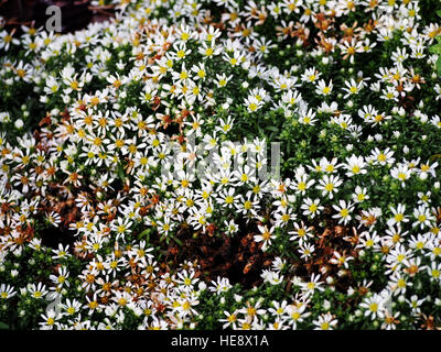 Aster Speciosus "Connecticut" Stockfoto