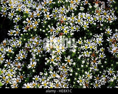 Aster Speciosus "Connecticut" Stockfoto