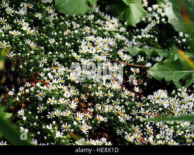 Aster Speciosus "Connecticut" Stockfoto