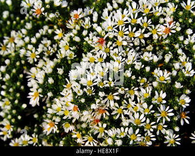 Aster Speciosus "Connecticut" Stockfoto