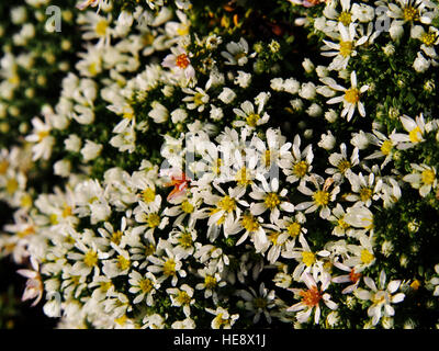 Aster Speciosus "Connecticut" Stockfoto