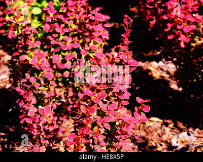 Berberis Thunbergii 'Orange Sunrise' - Berberitze Stockfoto