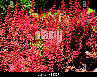 Berberis Thunbergii 'Orange Sunrise' - Berberitze Stockfoto