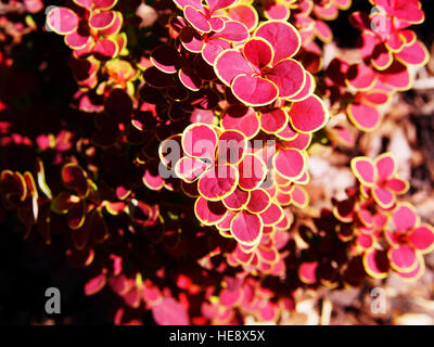 Berberis Thunbergii 'Orange Sunrise' - Berberitze Stockfoto