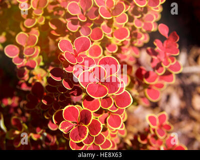 Berberis Thunbergii 'Orange Sunrise' - Berberitze Stockfoto