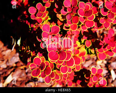 Berberis Thunbergii 'Orange Sunrise' - Berberitze Stockfoto