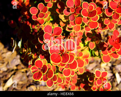 Berberis Thunbergii 'Orange Sunrise' - Berberitze Stockfoto