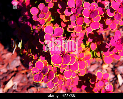 Berberis Thunbergii 'Orange Sunrise' - Berberitze Stockfoto