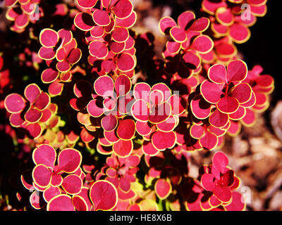 Berberis Thunbergii 'Orange Sunrise' - Berberitze Stockfoto