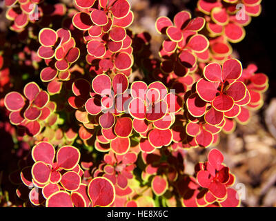 Berberis Thunbergii 'Orange Sunrise' - Berberitze Stockfoto