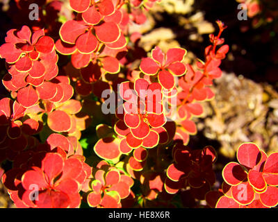 Berberis Thunbergii 'Orange Sunrise' - Berberitze Stockfoto