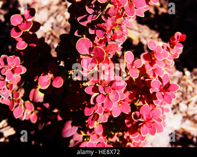 Berberis Thunbergii 'Orange Sunrise' - Berberitze Stockfoto