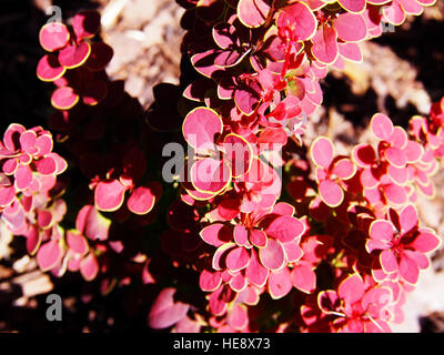 Berberis Thunbergii 'Orange Sunrise' - Berberitze Stockfoto