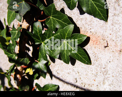 Hedera Hibernica - Atlantic Efeu, irischer Efeu Stockfoto