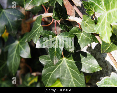 Hedera Hibernica - Atlantic Efeu, irischer Efeu Stockfoto