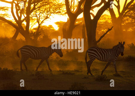 Burchell Zebras Wandern bei Sonnenuntergang in den Wäldern von Ndutu in Ngorongoro Tansania Stockfoto