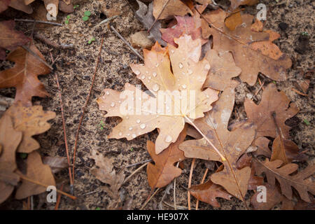 Herbst Blätter auf dem Boden Zion Nationalpark, Utah, USA Stockfoto