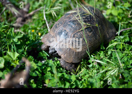 Eine Schildkröte versteckt sich in den Rasen in der antiken Stadt Anemurium 20. April 2013, Anamur, Türkei. Die Ruinen von Anemurium, erbaut zwischen 100 v. Chr. und 600 n. Chr., sind bekannt für Schildkröten in allen Größen herumkrabbeln.  Senior Airman Daniel Phelps Stockfoto