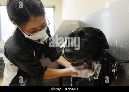 Yumi Koyama, 374th Kraft Support Squadron Groomer, verleiht einem Bad Lucky, ein Labrador Retriever, 15. Juni 2015, auf der Yokota Air Base, Japan. Das Tierpflege-Center am Yokota bietet einsteigen für Katzen und Hunde sowie Pflege Dienstleistungen.  Senior Airman Desiree Economides Stockfoto