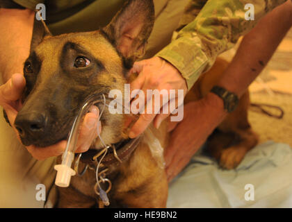 U.S. Army Capt Andrea Maceri, 358th Tierarzt Shindand Air Field, zeigt wie man richtig misst eine Atemweg-Rohr für eine K9 während einer emergenten Pflege militärischen Gebrauchshunde Klasse Camp Stein, 25. Juli 2011. Dies ist die erste Klasse, die Capt Maceri mit afghanischen Anwesenheit unterrichtet.  Tech Sgt Samara Scott) Stockfoto