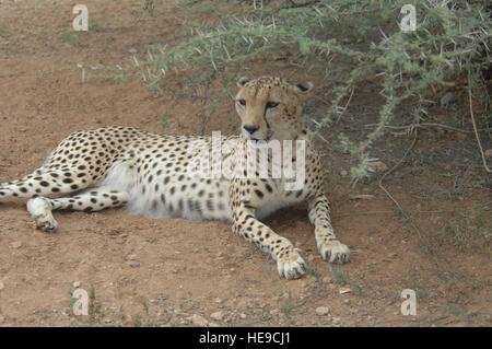 Ein Gepard ruht im Schatten in einer Berghütte in Dschibuti-Stadt, Djibouti, 24. Januar 2009. Militärische Mitglieder in Camp Lemonier bereitgestellt haben die Möglichkeit zur freiwilligen Aufgaben in der Schutzhütte. Camp Lemonier ist die Drehscheibe der kombiniert gemeinsame Task Force, Horn von Afrika, der Nationen am Horn von Afrika humanitäre Hilfe, Sicherheit und Anti-Terror-Aktivitäten bereitzustellen. Stockfoto